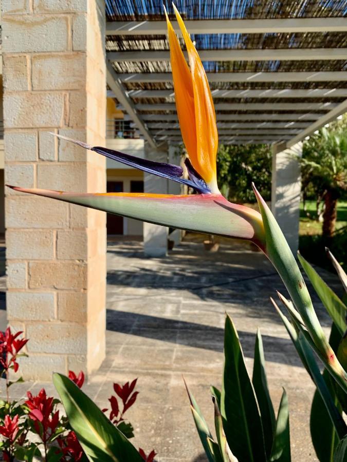 Aggelos And Thisbe Chania Suburbs Sea View Guest House Dış mekan fotoğraf